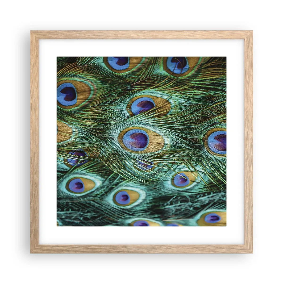 Pôster com moldura de carvalho claro - Um olhar de pavão - 40x40 cm