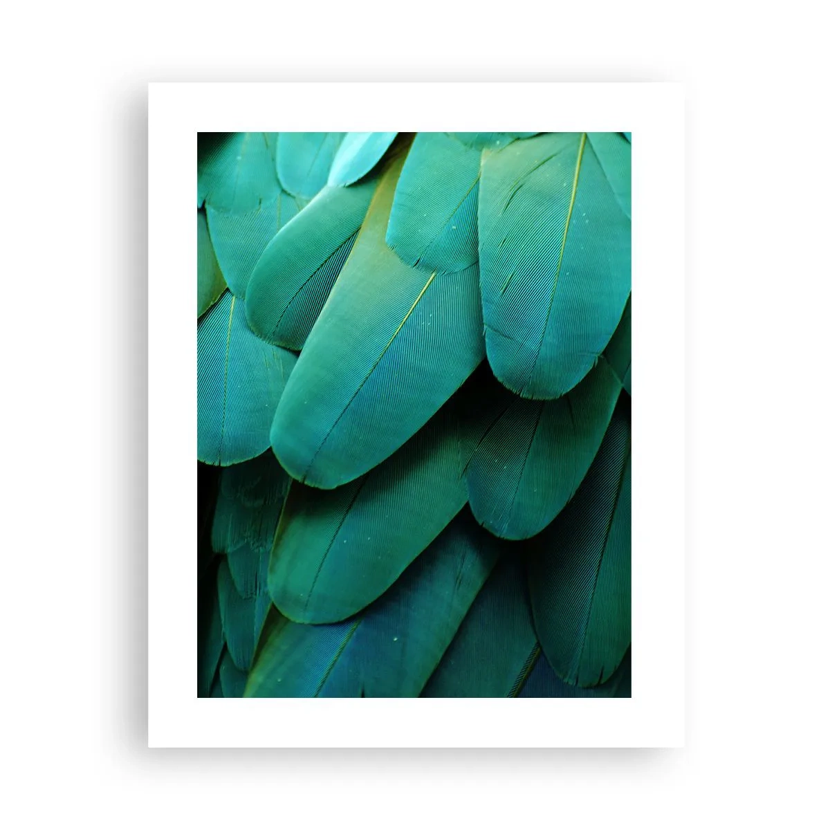 Pôster - Precisão de papagaio - 40x50 cm