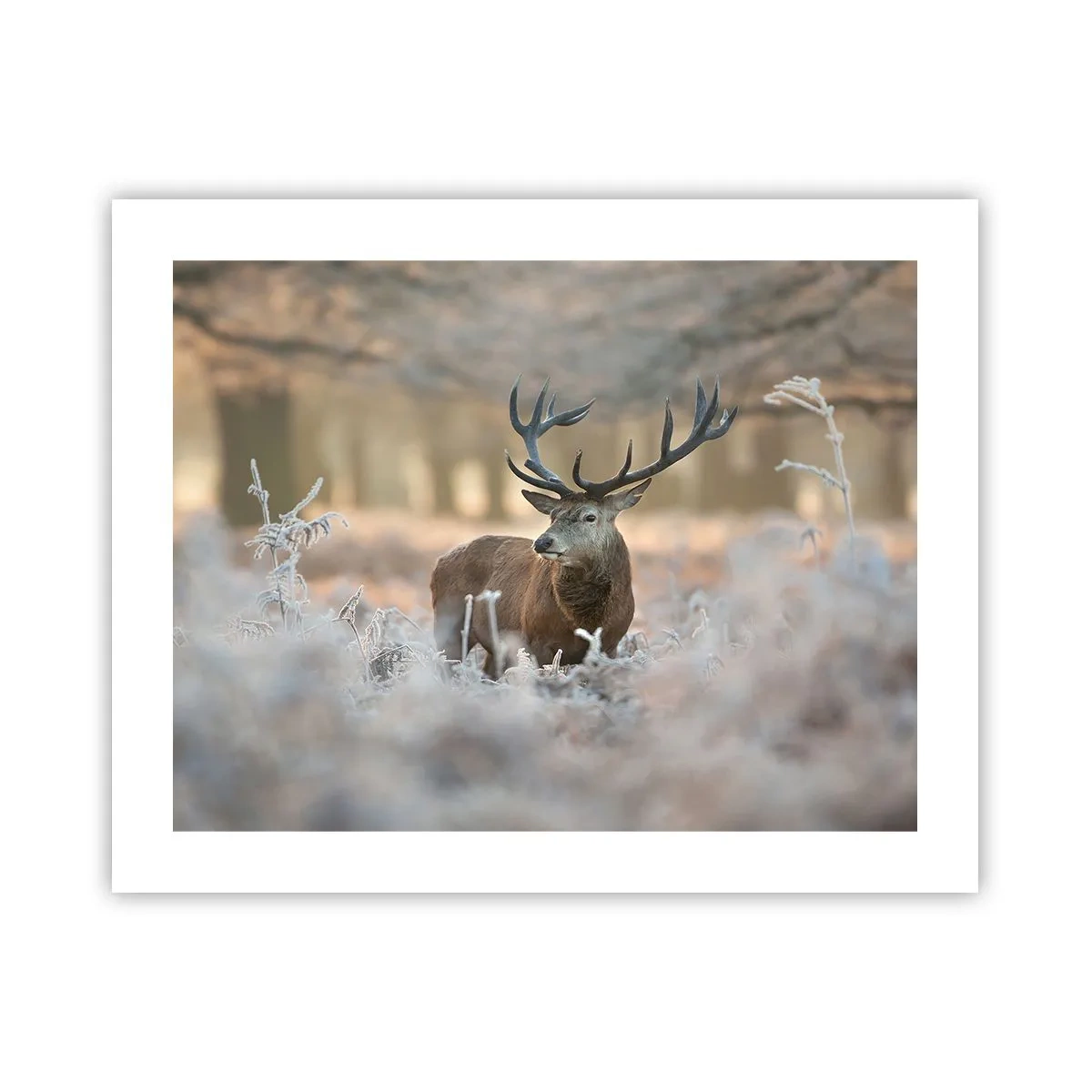 Pôster - Uma manhã fresca - 50x40 cm