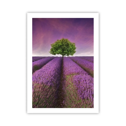 Pôster - Nos campos de lavanda - 50x70 cm
