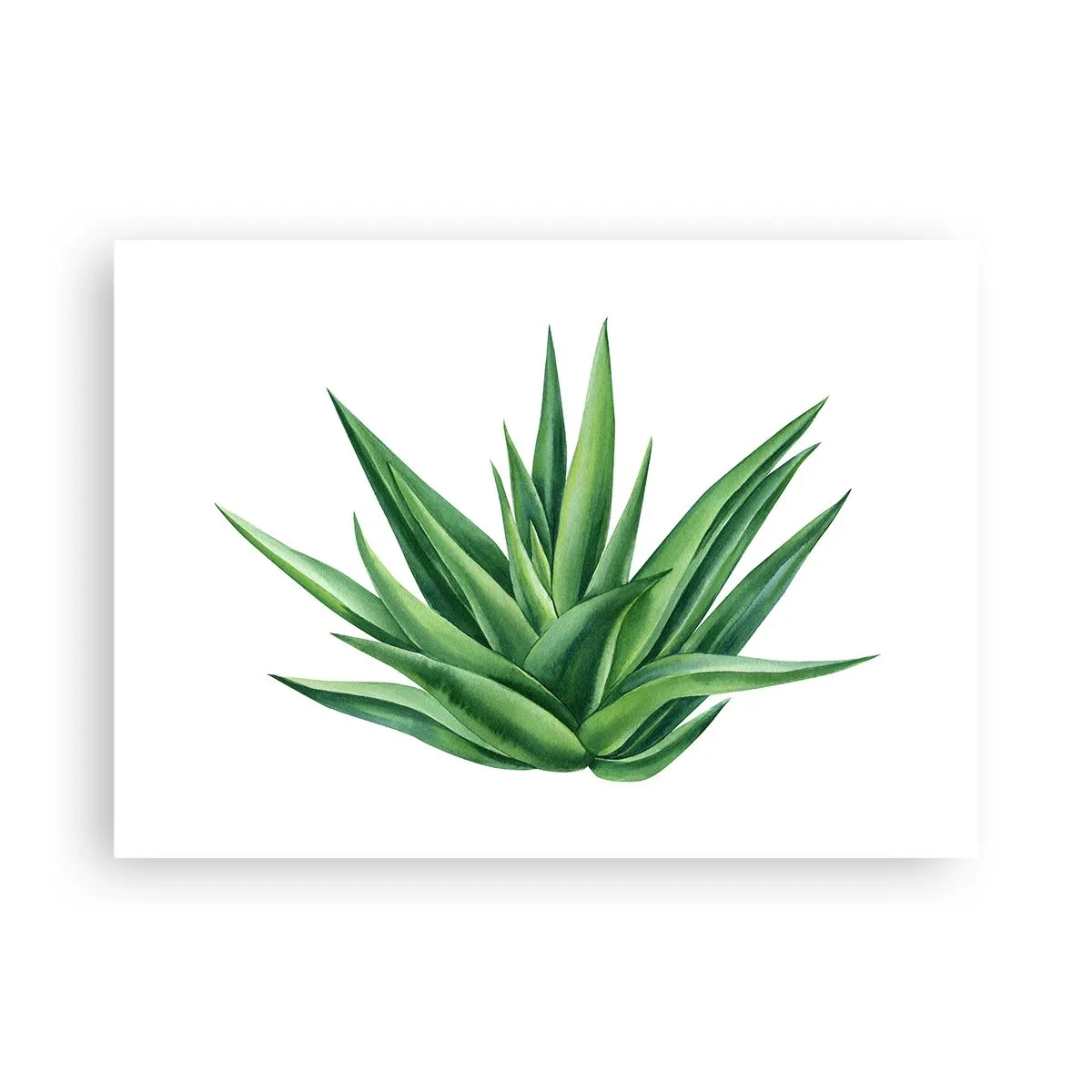 Pôster - Verde – força – vida - 70x50 cm