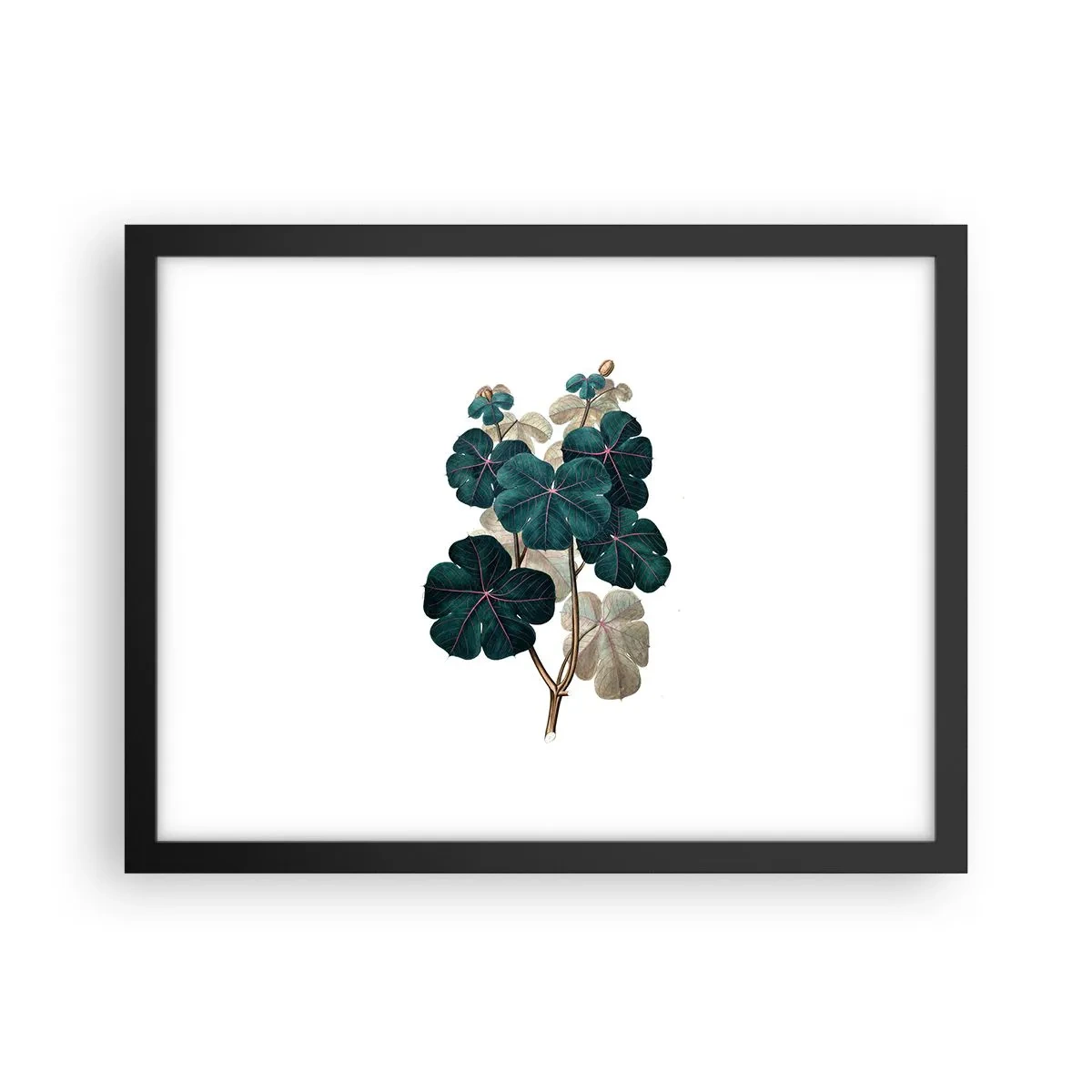 Pôster com moldura preta - Do antigo herbário - 40x30 cm