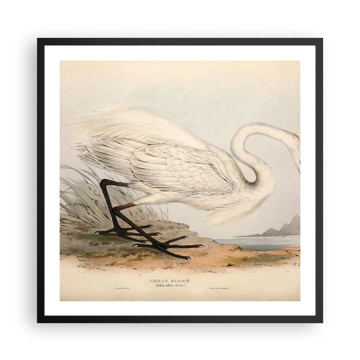 Pôster com moldura preta - A senhora nos juncos - 60x60 cm