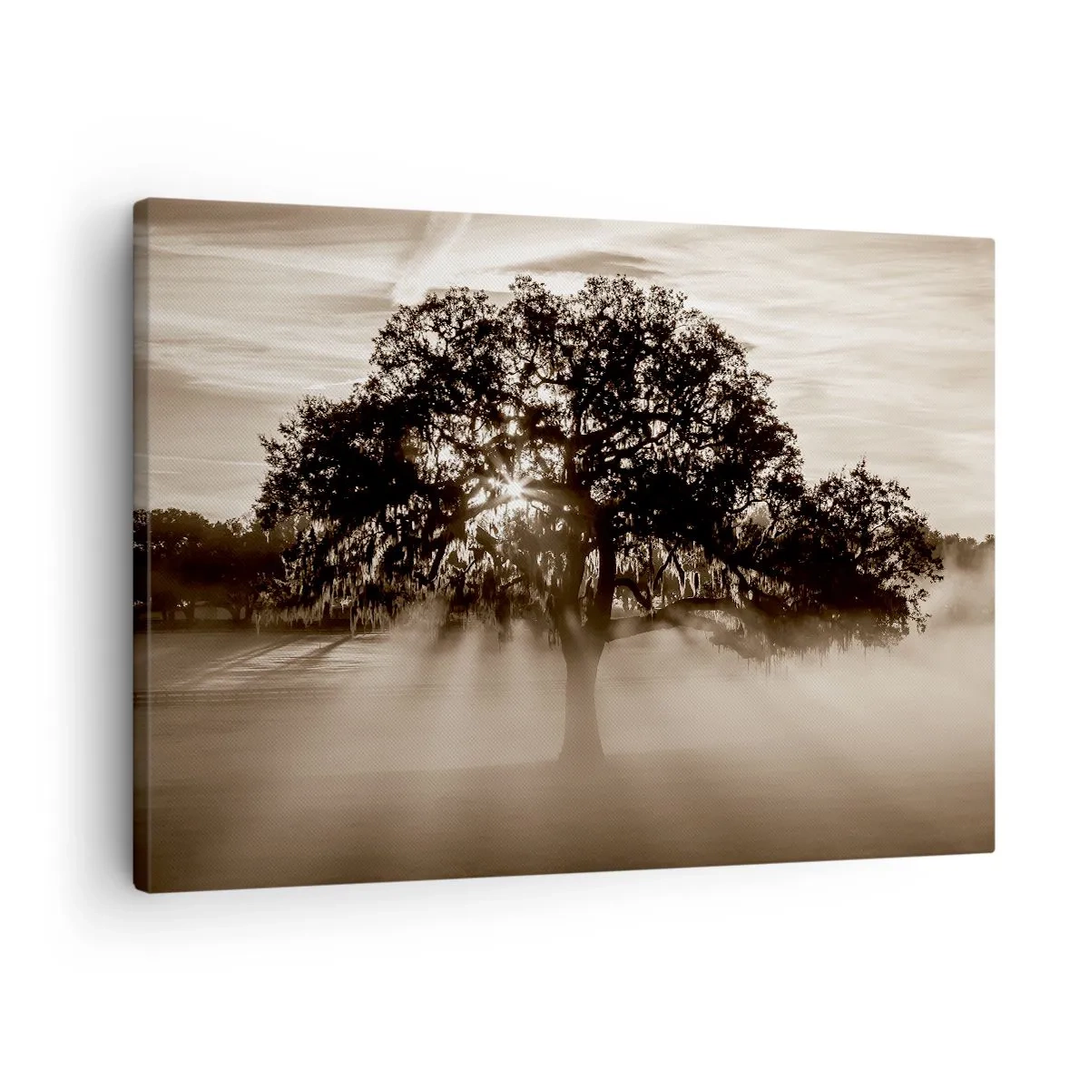 Quadro em tela - Raios de sol brilhando através de uma árvore solitária - 70x50cm - Uma árvore só de boas notícias - Decoração de parede moderna para a sala de estar e quarto ARTTOR