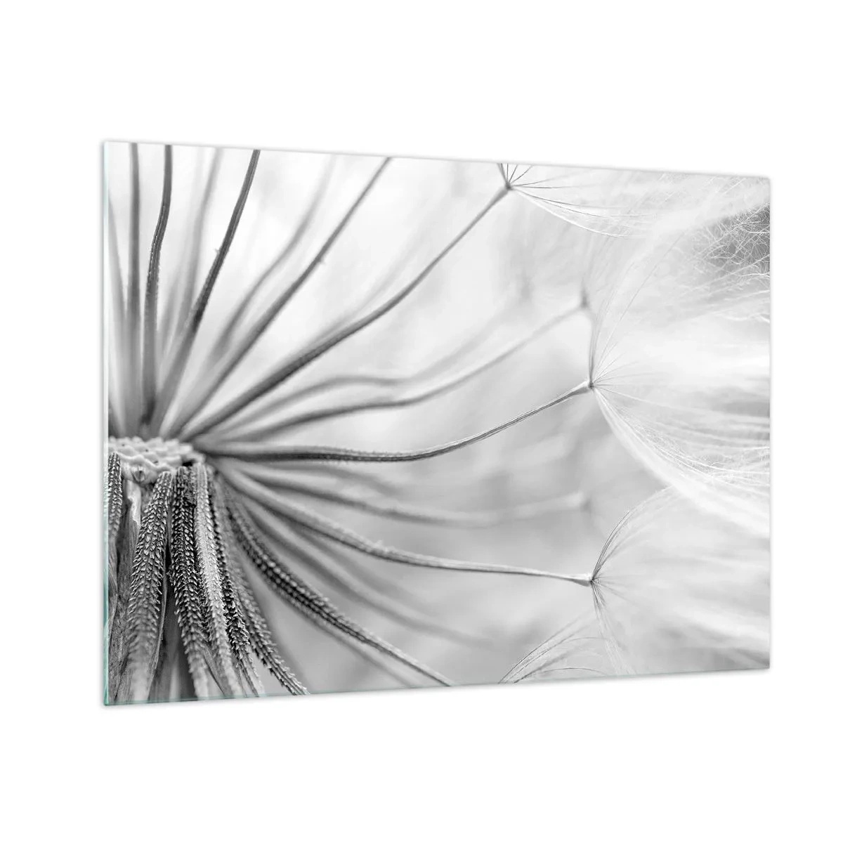 Quadro em vidro - Macrofotografia de um dente-de-leão em tons de preto e branco - 70x50cm - Dentes de leão, pipas - Decoração de parede moderna para a sala de estar e quarto ARTTOR