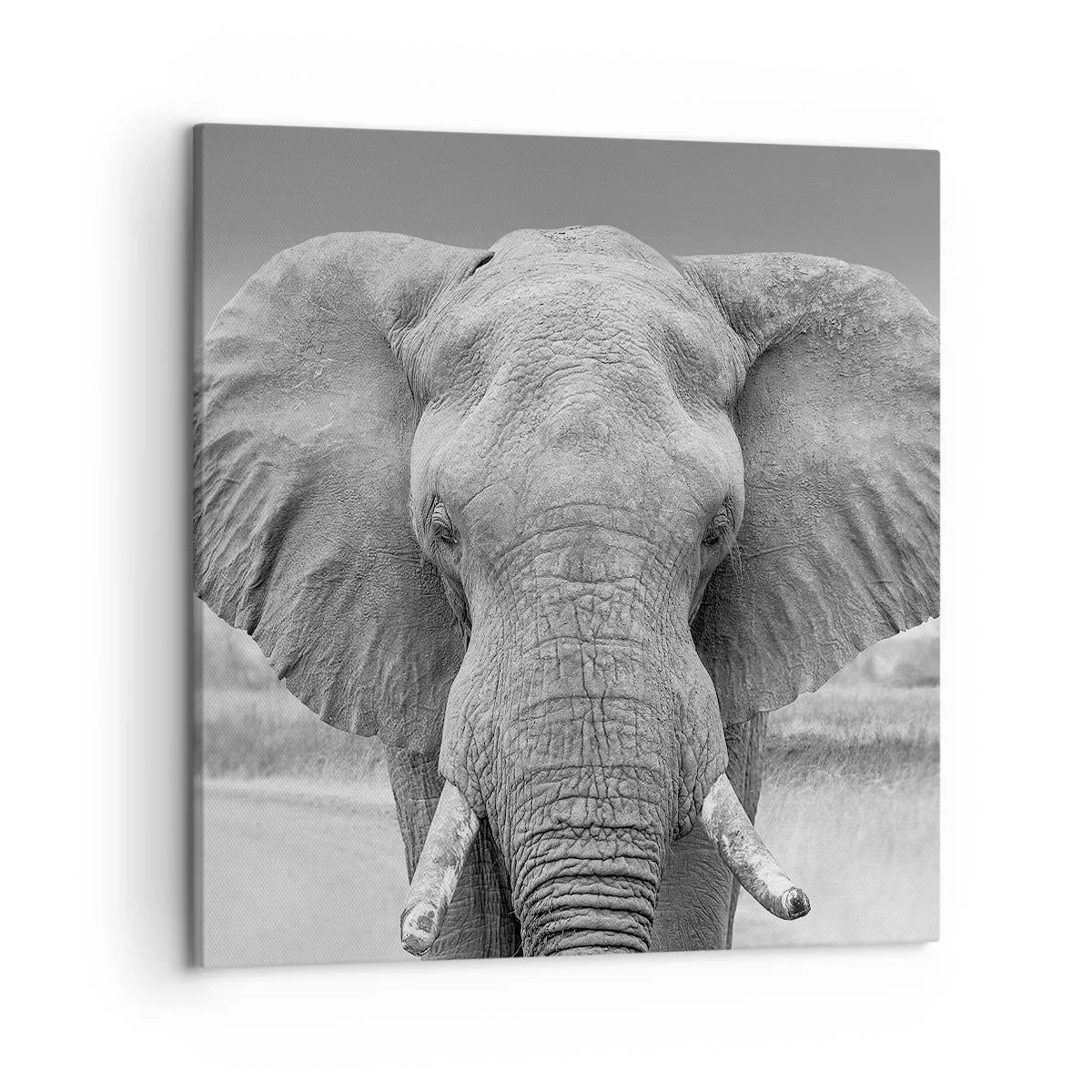 Quadro em tela - Bem-vindo ao meu mundo - 50x50 cm