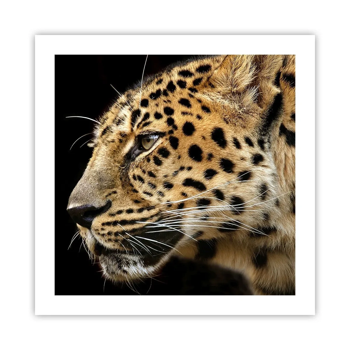 Pôster - Calmo, focado, pronto - 50x50 cm