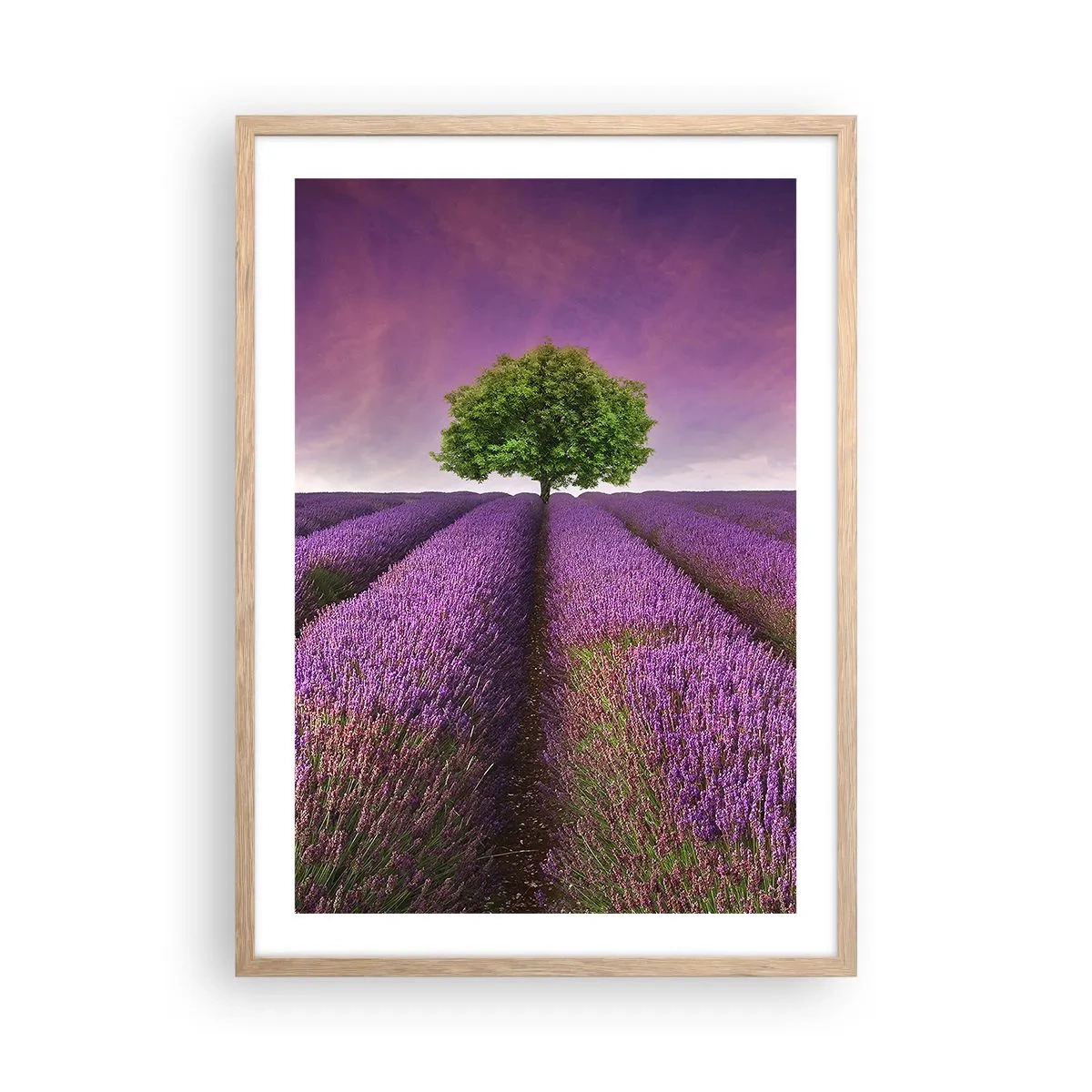 Pôster com moldura de carvalho claro - Nos campos de lavanda - 50x70 cm
