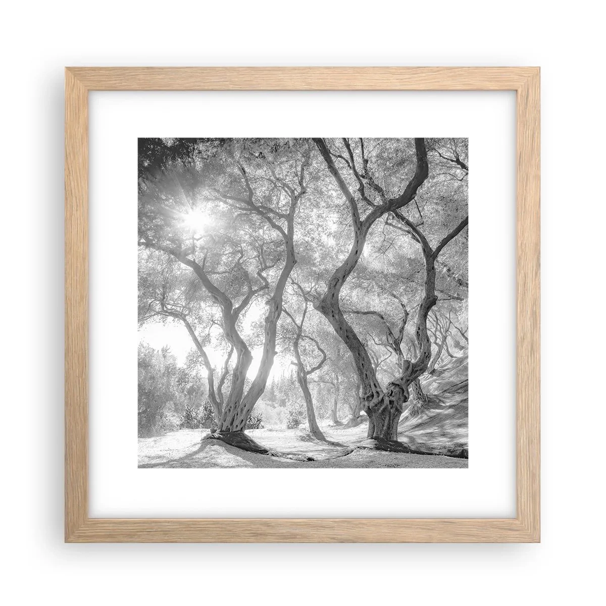 Pôster com moldura de carvalho claro - No olival - 30x30 cm