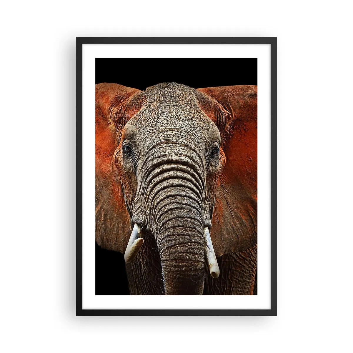 Pôster com moldura preta - Retrato de um elefante majestoso contra um fundo preto - 50x70cm - Eu sou selvagem, e você? - Decoração de parede moderna para a sala de estar e quarto ARTTOR