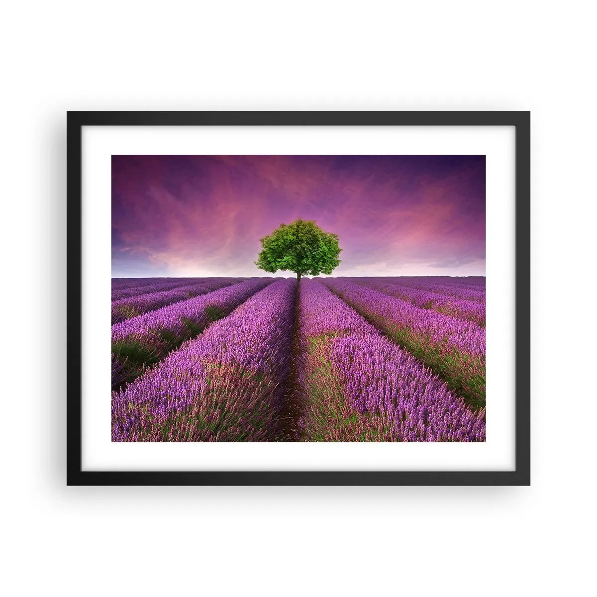 Pôster com moldura preta - Nos campos de lavanda - 50x40 cm