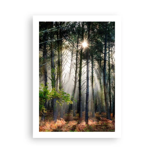 Pôster - Uma área florestal - 50x70 cm