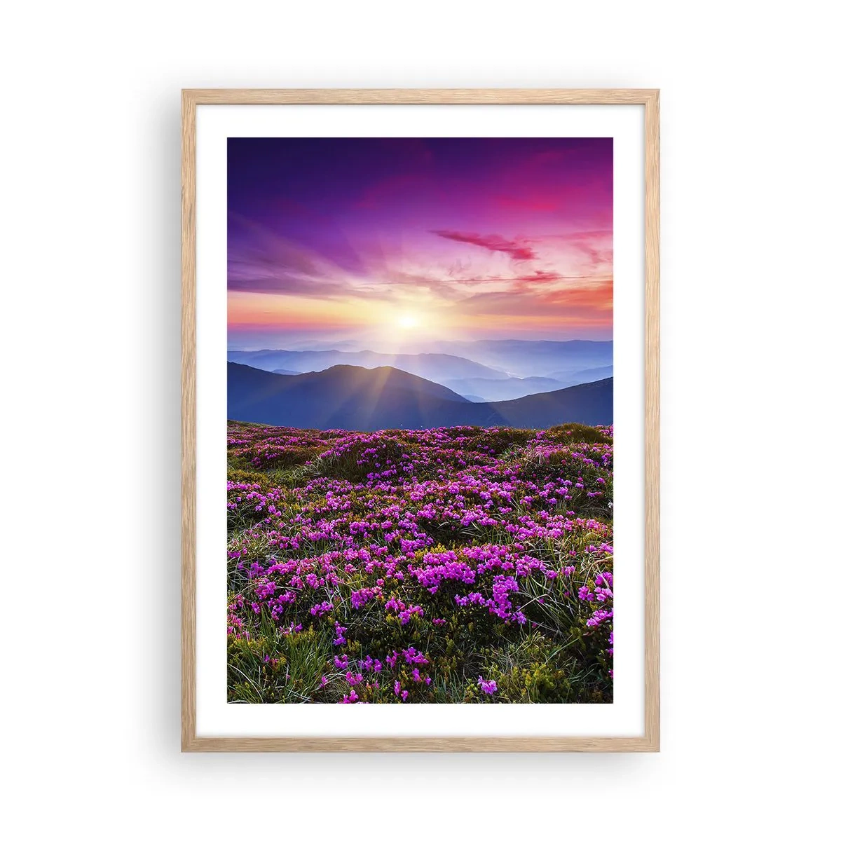 Pôster com moldura de carvalho claro - Campo cheiroso - 50x70 cm