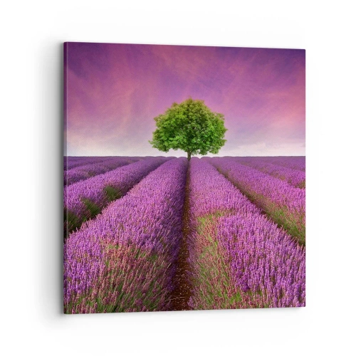 Quadro em tela - Nos campos de lavanda - 70x70 cm