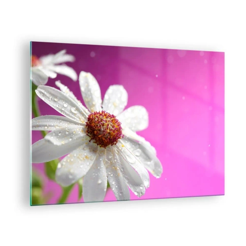Quadro em vidro - Fotografia macro de uma flor branca com gotas de orvalho sobre um fundo rosa - 70x50cm - Modesto em sua beleza - Decoração de parede moderna para a sala de estar e quarto ARTTOR