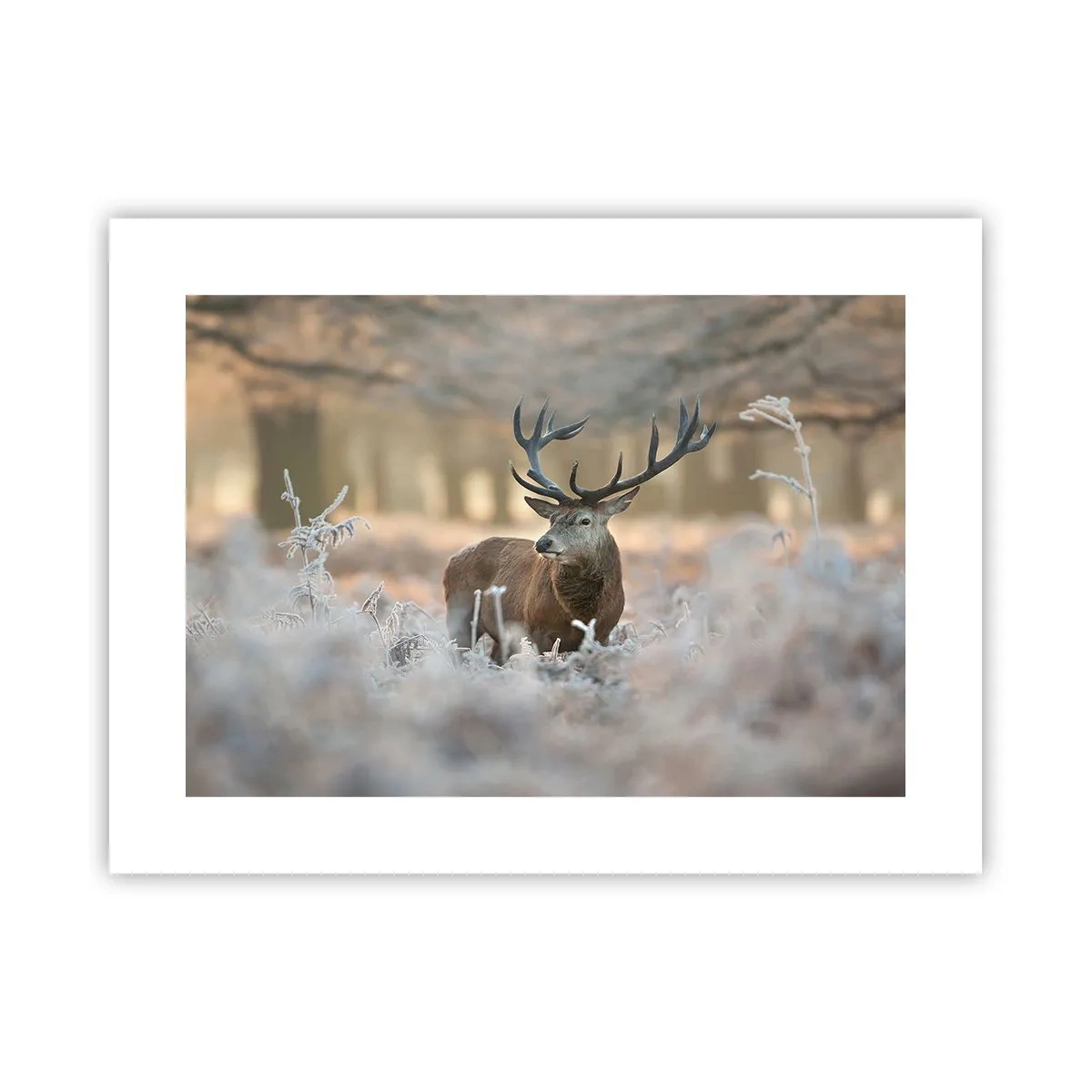 Pôster - Uma manhã fresca - 40x30 cm