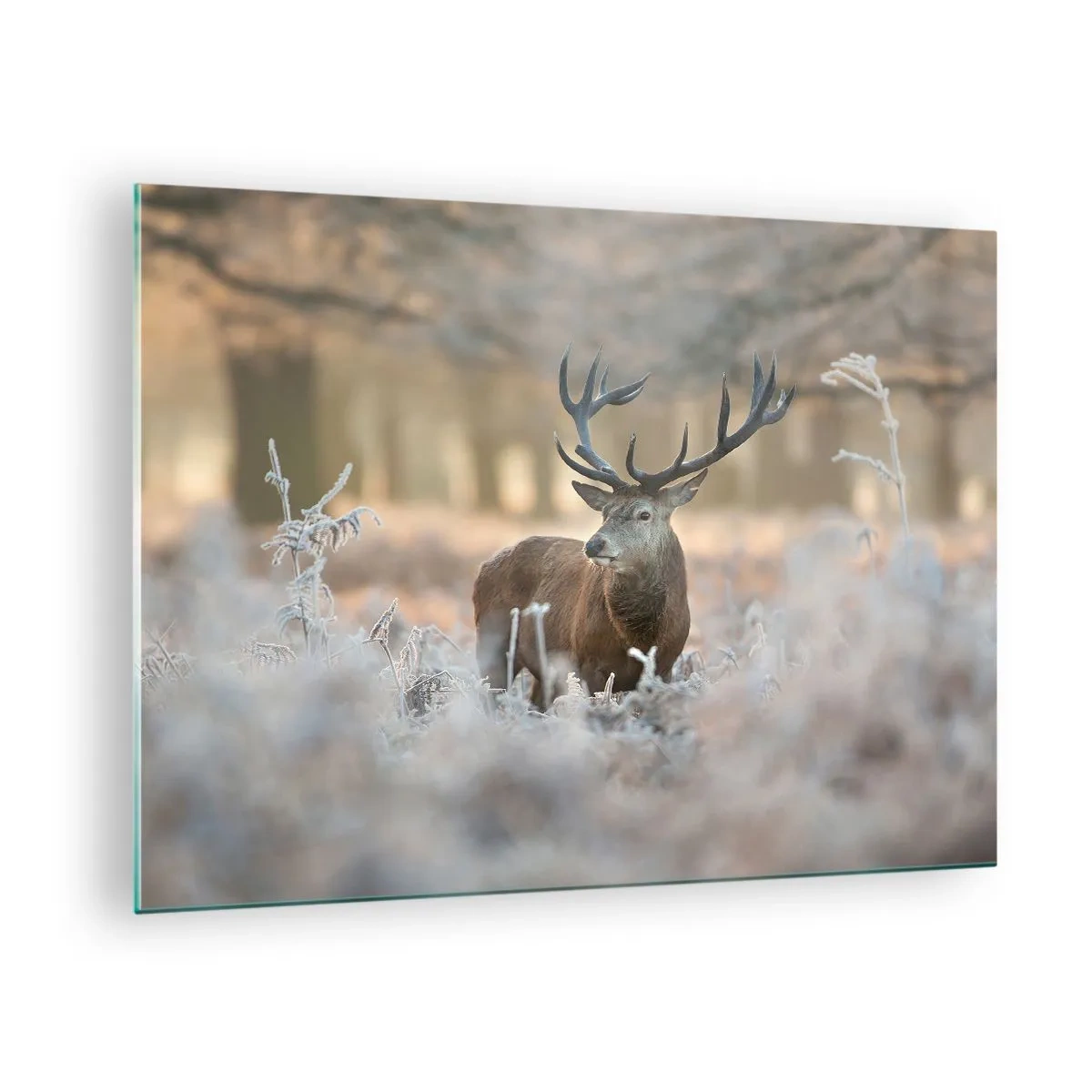 Quadro em vidro - Um cervo em uma clareira gelada cercada por uma floresta de inverno - 70x50cm - Uma manhã fresca - Decoração de parede moderna para a sala de estar e quarto ARTTOR