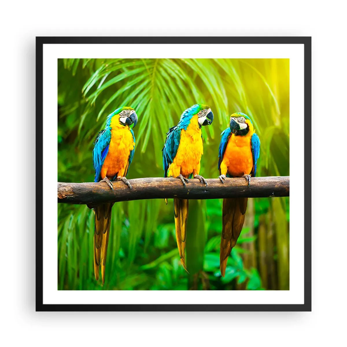 Pôster com moldura preta - E ouviste dizer que ela...? - 60x60 cm