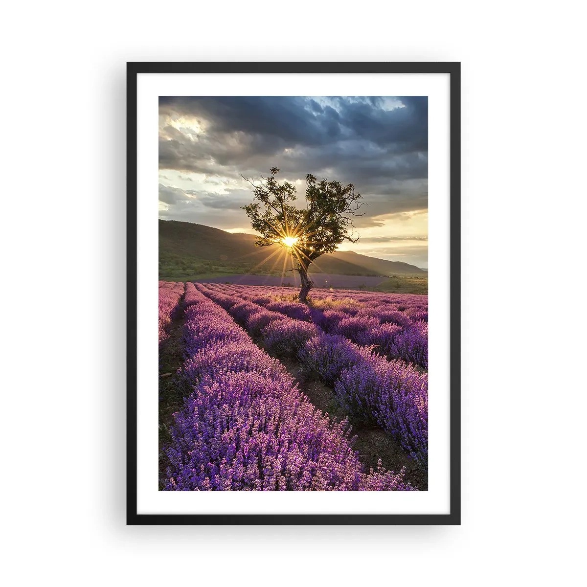 Pôster com moldura preta - Um campo de lavanda com uma árvore solitária e um pôr do sol - 50x70cm - Aroma lilás - Decoração de parede moderna para a sala de estar e quarto ARTTOR