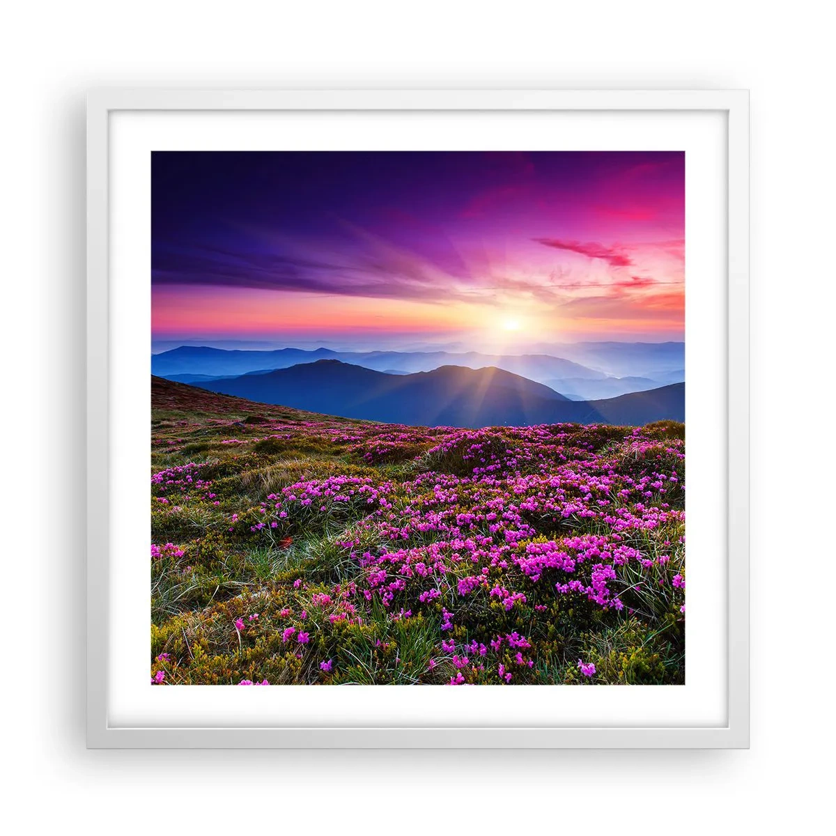 Pôster em moldura branca - Campo cheiroso - 50x50 cm
