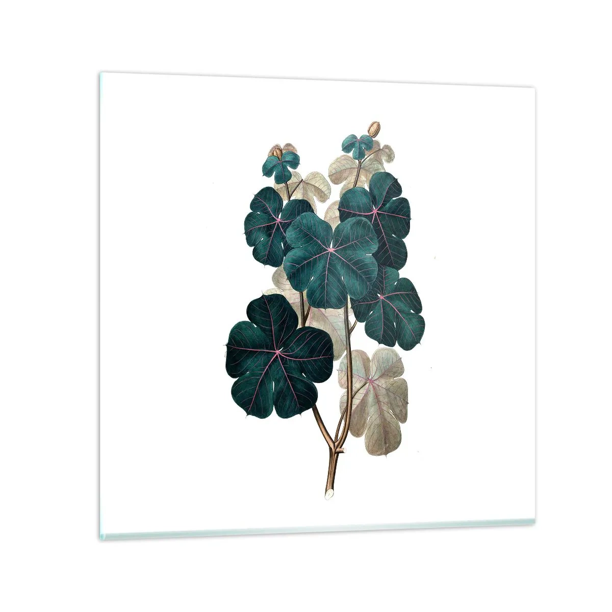 Quadro em vidro - Do antigo herbário - 70x70 cm