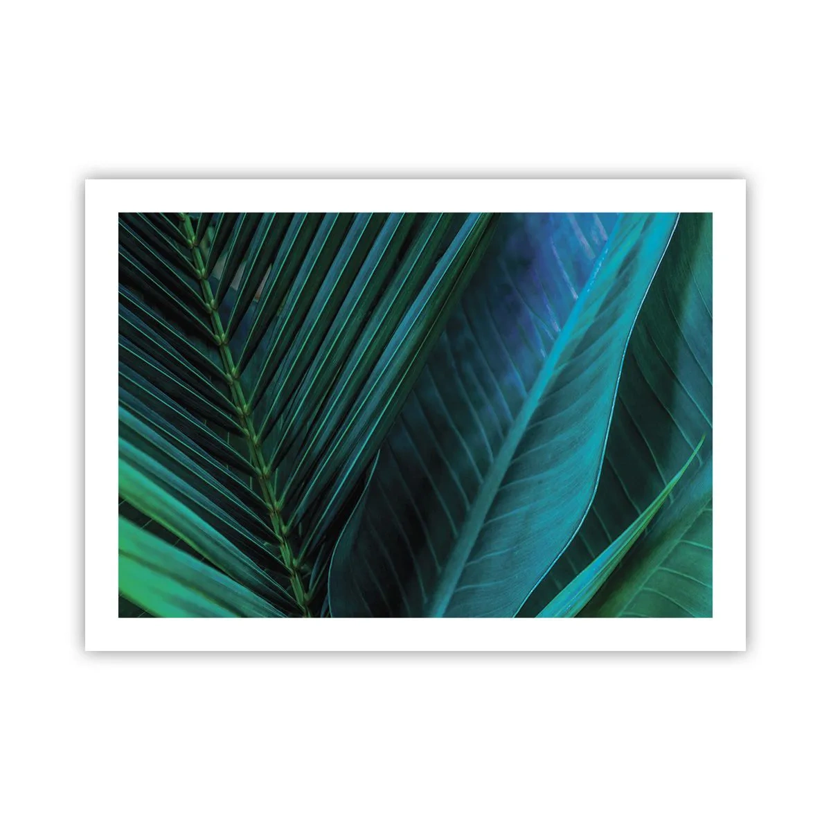 Pôster - Anatomia da vegetação - 70x50 cm