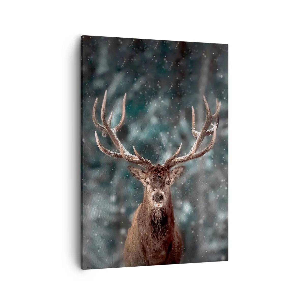 Quadro em tela - O rei coroado da floresta  - 50x70 cm