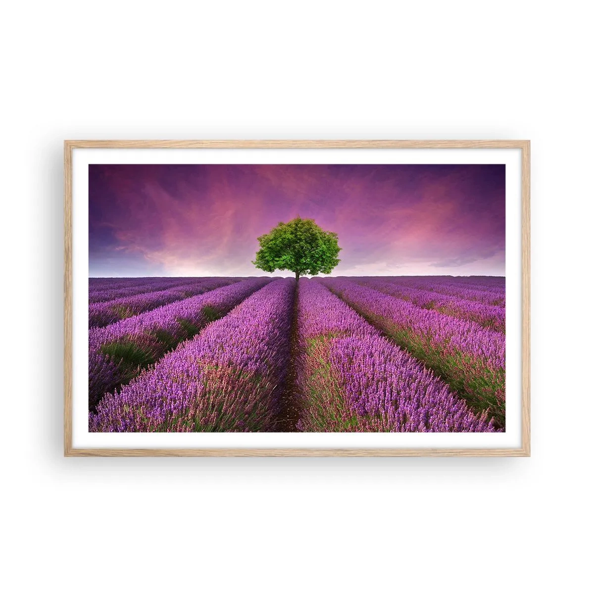 Pôster com moldura de carvalho claro - Nos campos de lavanda - 91x61 cm