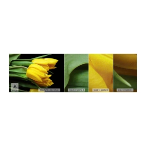 Amostra de papel de parede Premium Canvas - Feitas a partir do sol - Flores, Tulipas, Buquê de flores - 100x30 cm