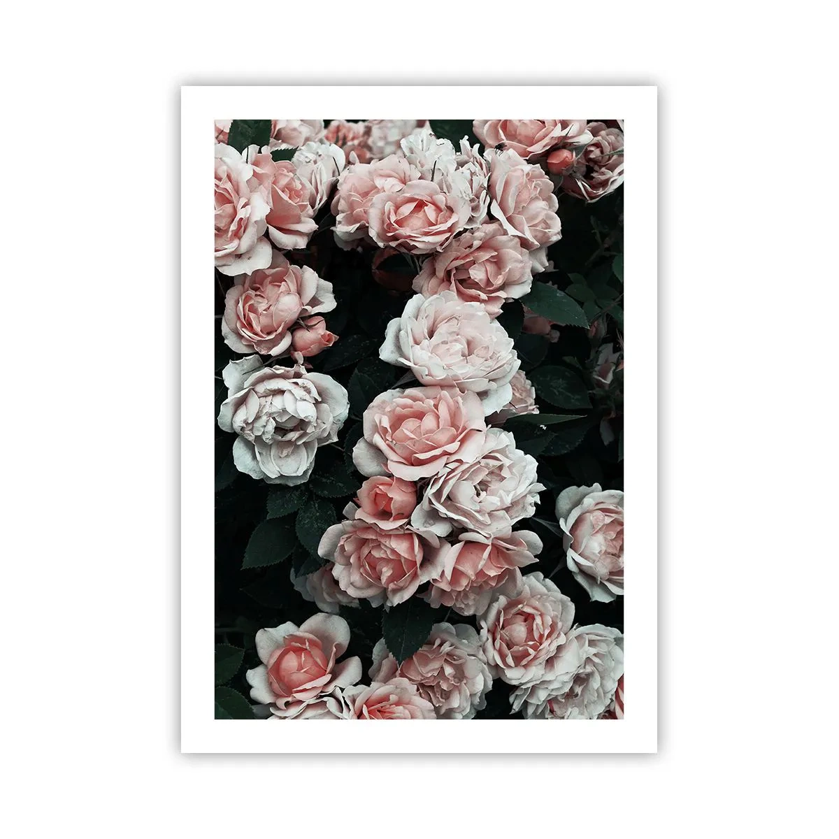 Pôster - Conjuntos de rosas - 50x70 cm