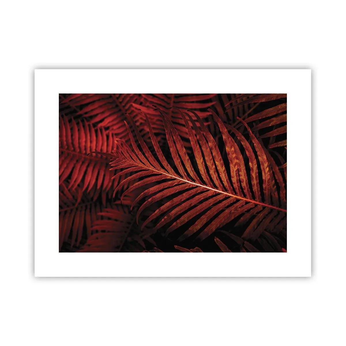 Pôster - O calor da vida - 40x30 cm