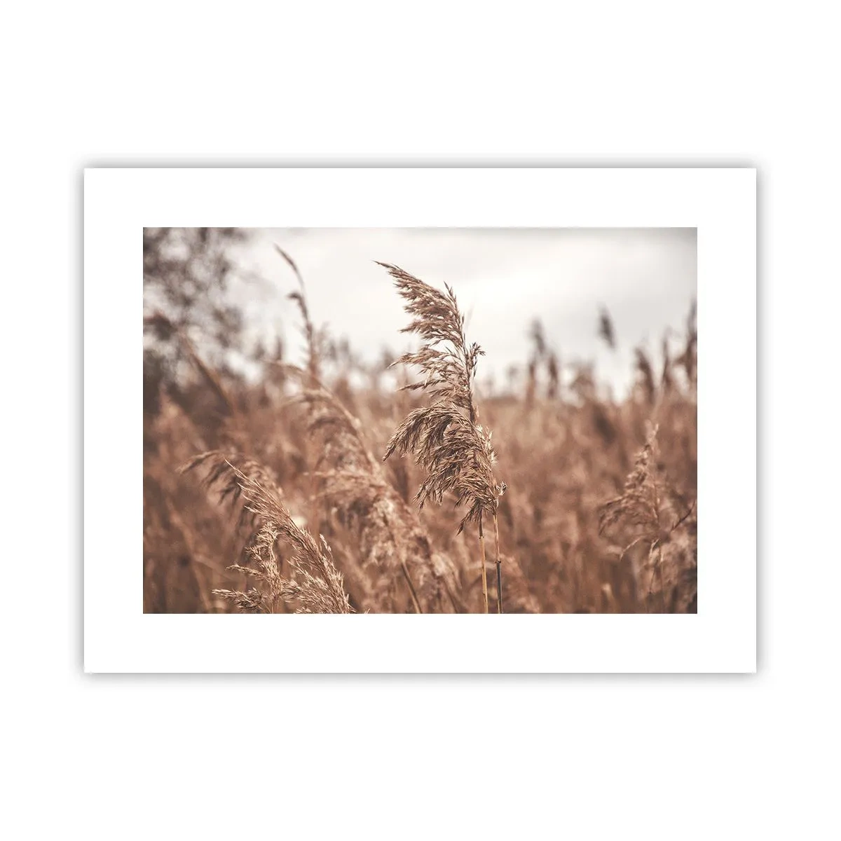 Pôster - O outono já chegou ao campo - 40x30 cm