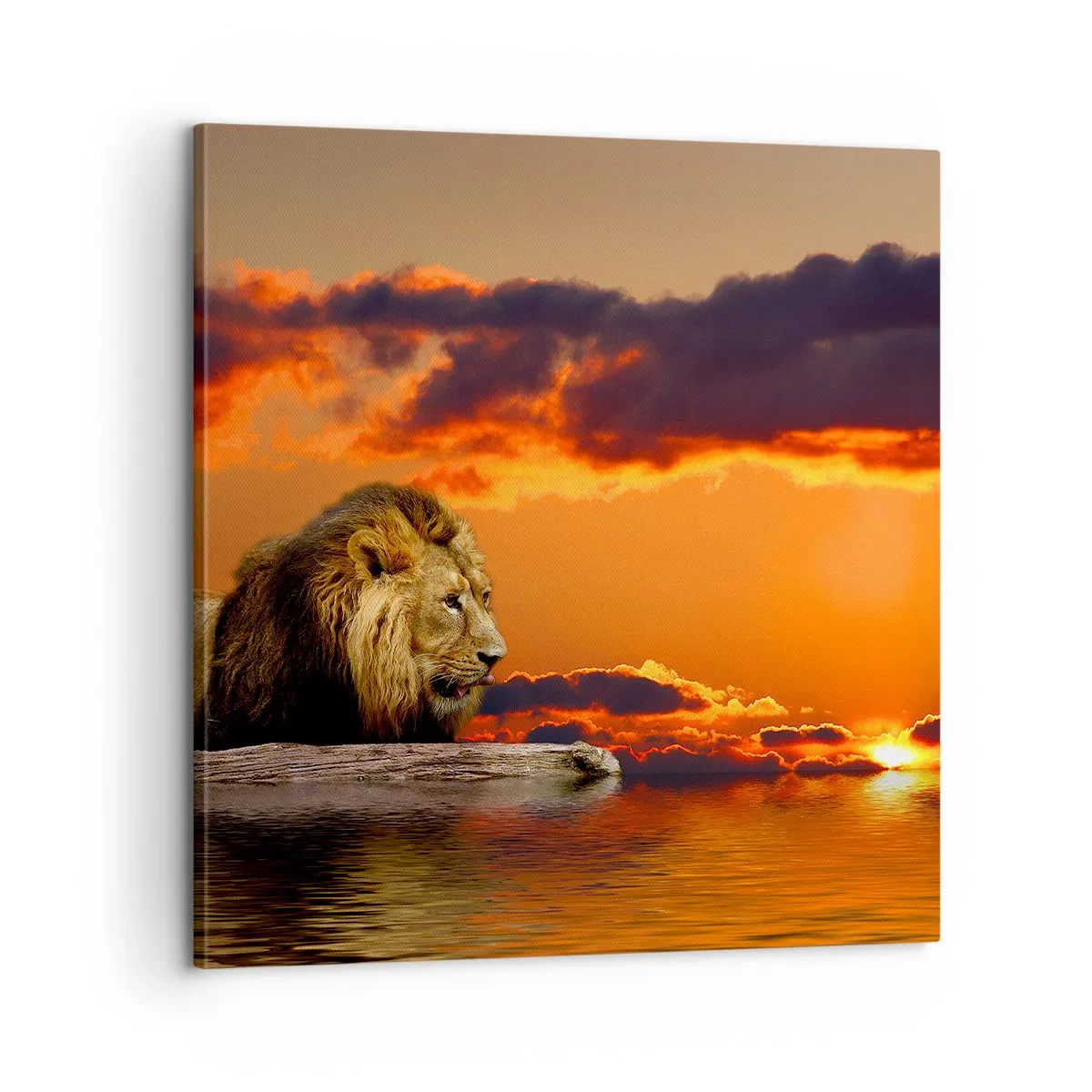 Quadro em tela - Rei da natureza - 60x60 cm