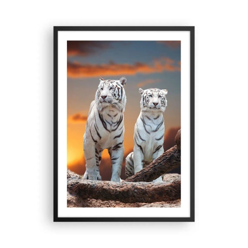Pôster com moldura preta - Tigres brancos contra o pôr do sol - 50x70cm - Tal como em Nárnia - Decoração de parede moderna para a sala de estar e quarto ARTTOR