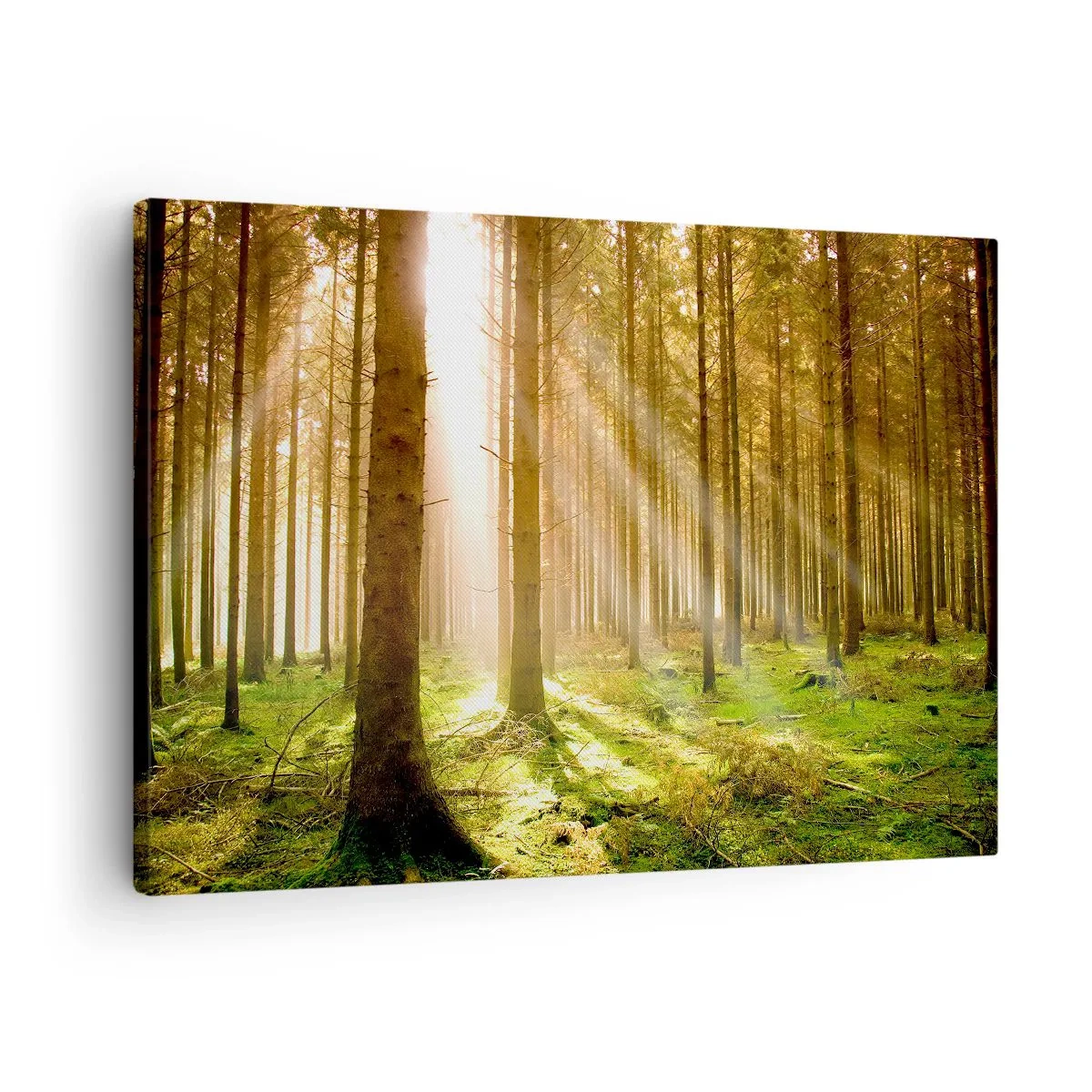 Quadro em tela - Floresta de coníferas com raios de sol brilhando através das árvores - 70x50cm - Os elfos estão prestes a aparecer - Decoração de parede moderna para a sala de estar e quarto ARTTOR