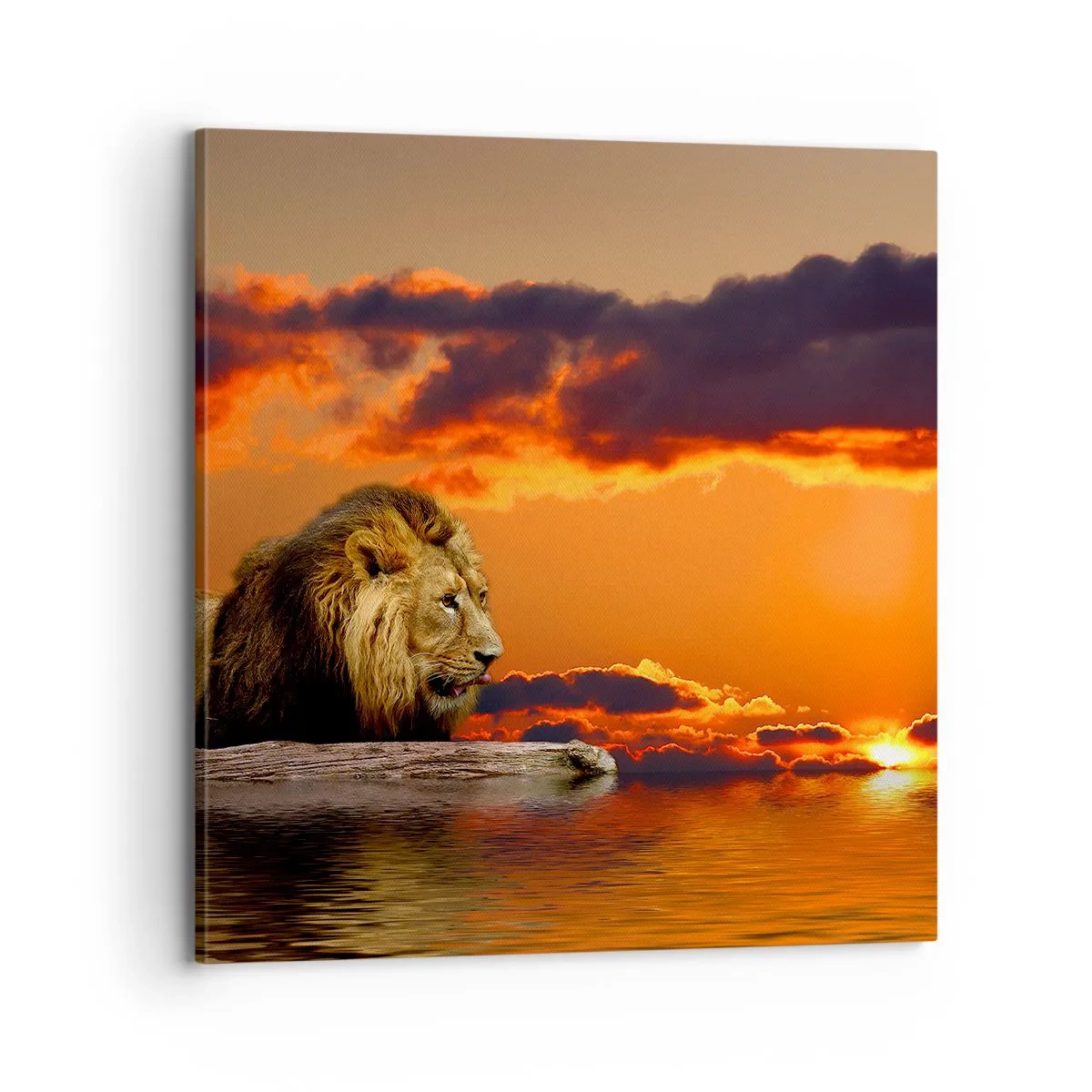 Quadro em tela - Rei da natureza - 70x70 cm