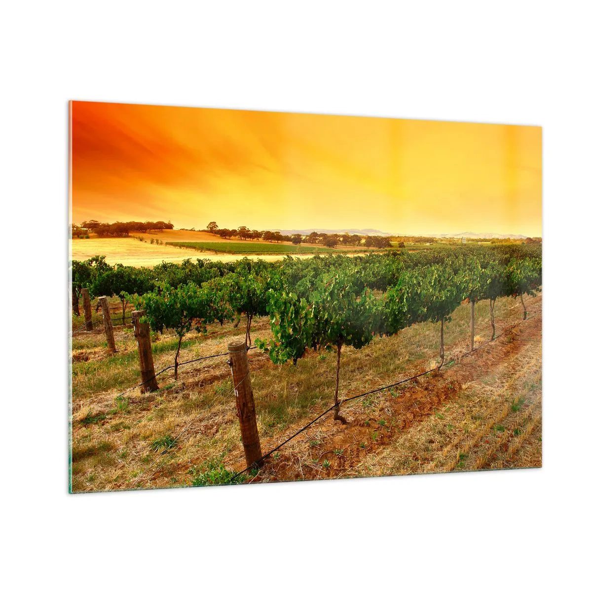 Quadro em vidro - Sede de sol - 100x70 cm