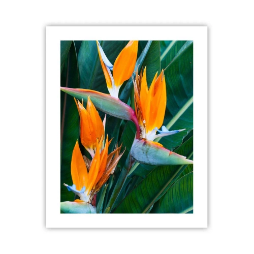 Pôster - É uma flor ou é um pássaro? - 40x50 cm