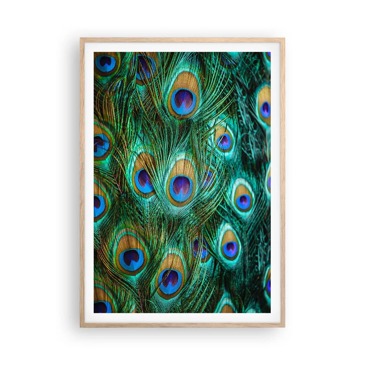 Pôster com moldura de carvalho claro - Um olhar de pavão - 70x100 cm