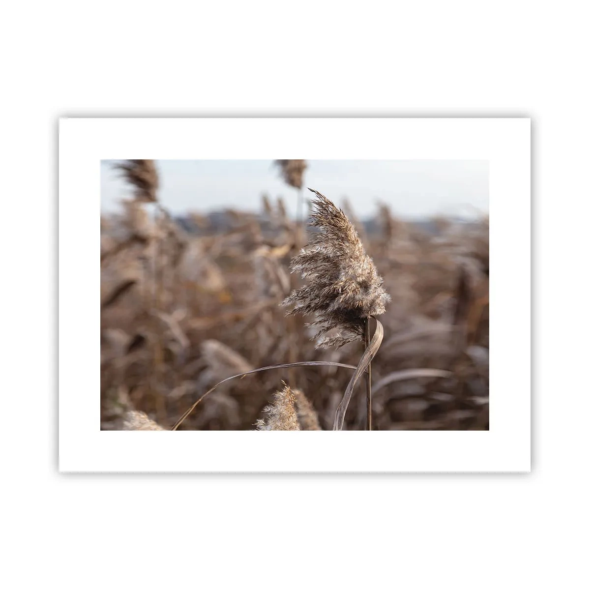 Pôster - É hora de voar com o vento - 40x30 cm