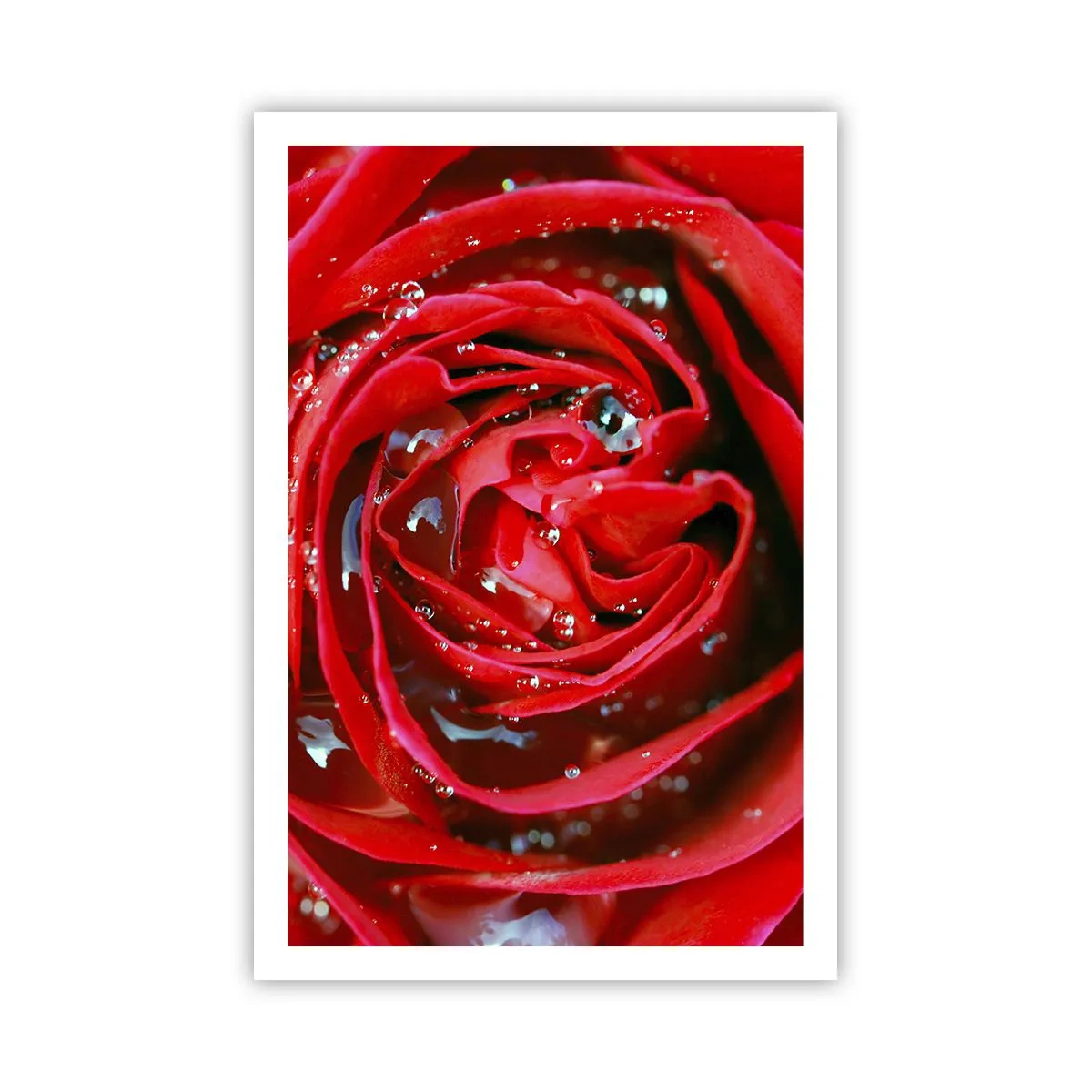 Pôster - Em gotas de orvalho - 61x91 cm