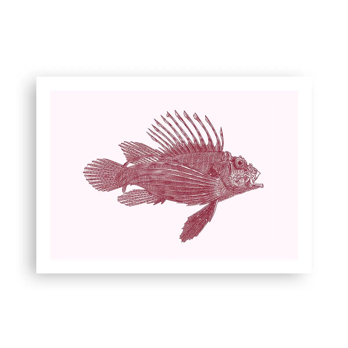 Pôster - Um habitante de águas exóticas - 70x50 cm