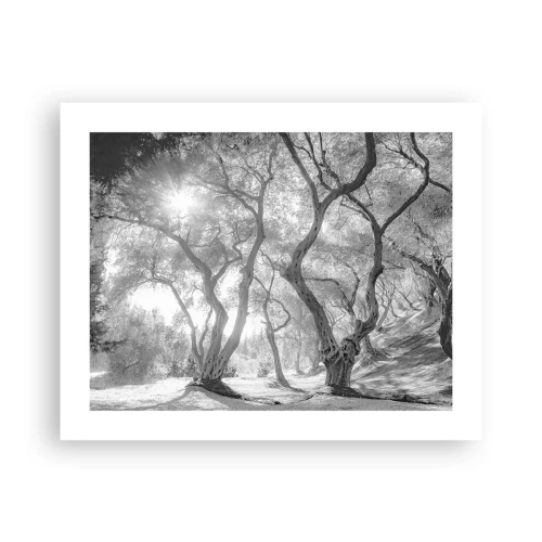 Pôster - No olival - 50x40 cm