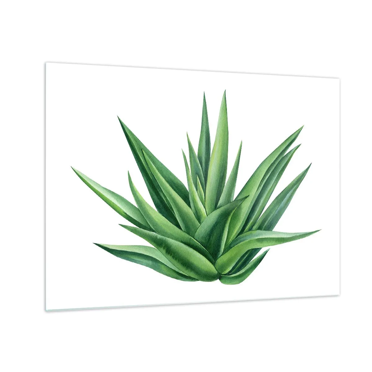 Quadro em vidro - Uma planta verde com folhas carnudas em um fundo branco - 70x50cm - Verde – força – vida - Decoração de parede moderna para a sala de estar e quarto ARTTOR