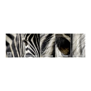 Amostra de Papel de Parede Standard Eco - Retrato em listras - Animais, Costelas, África - 100x30 cm