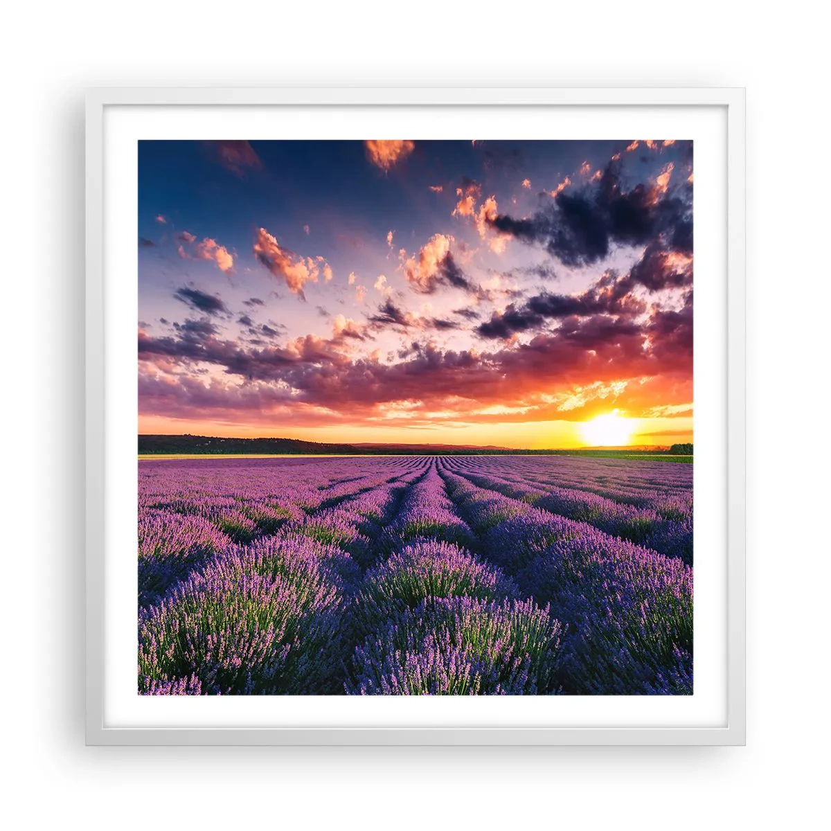 Pôster em moldura branca - O mundo da lavanda - 60x60 cm