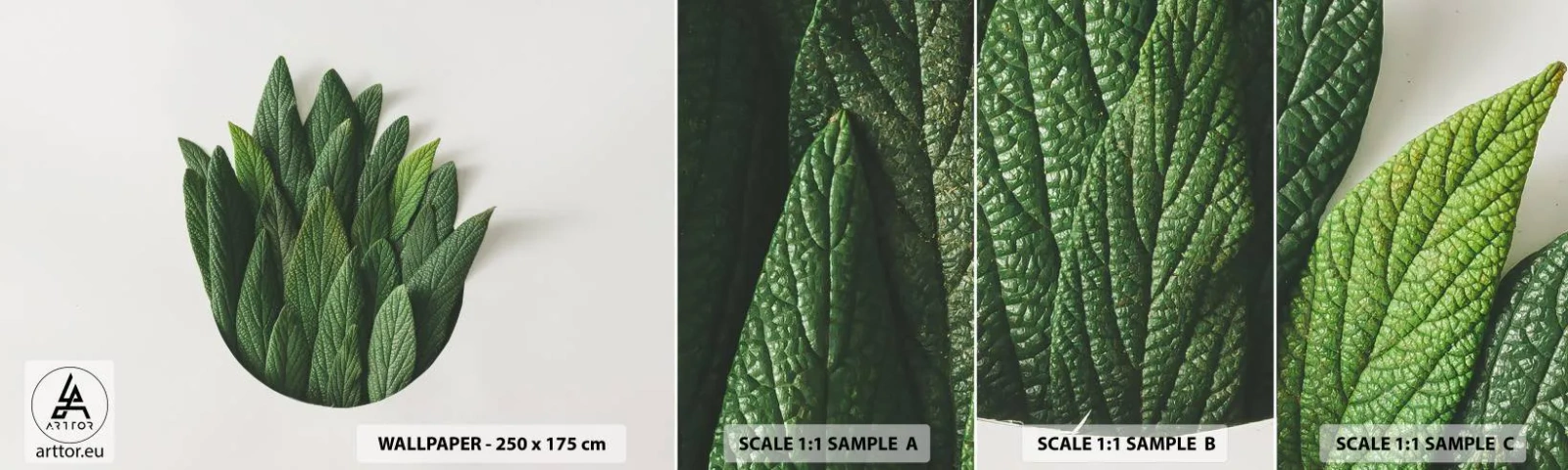 Amostra de Papel de Parede Standard Eco - Curiosidade indomável - Sábio, folha de sálvia, Erva - 100x30 cm