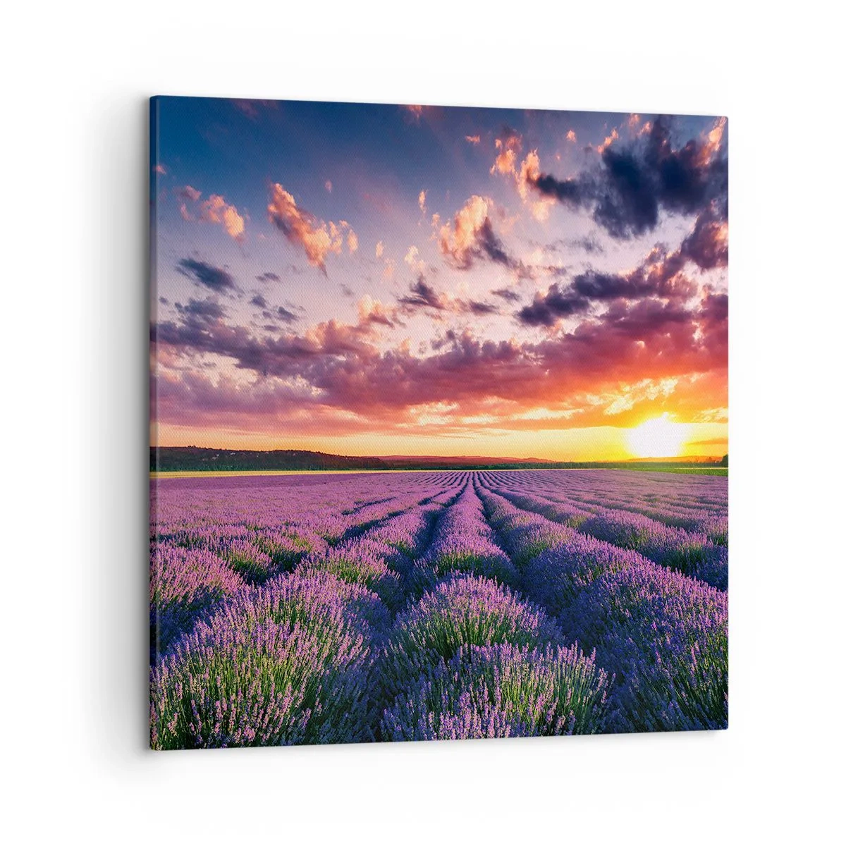 Quadro em tela - O mundo da lavanda - 50x50 cm