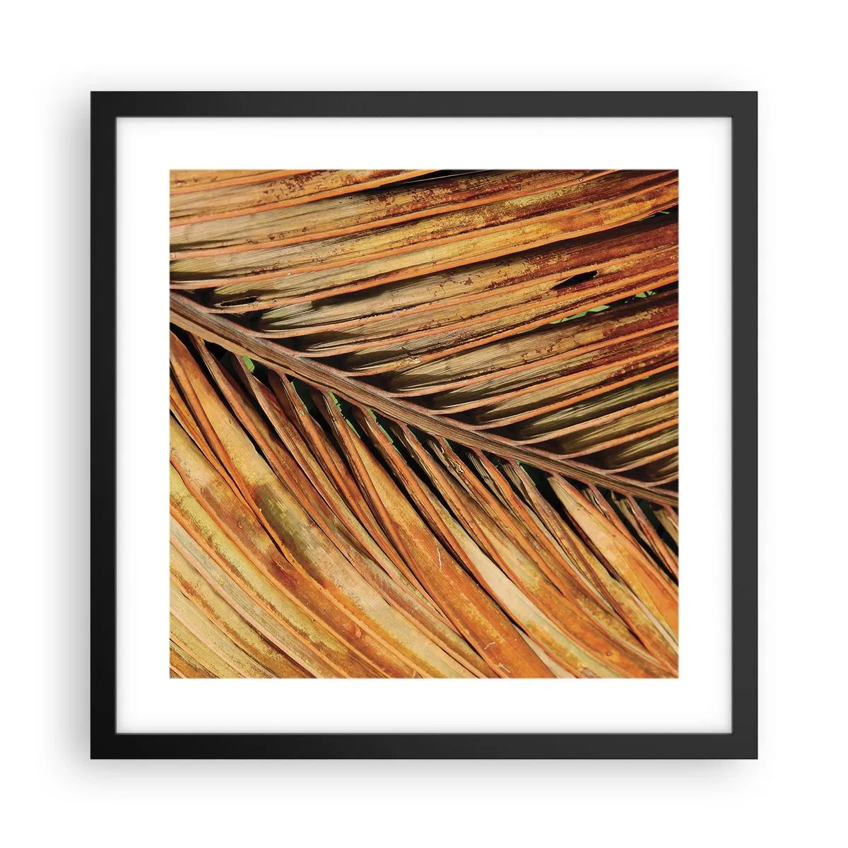 Pôster com moldura preta - Ouro de coco - 40x40 cm