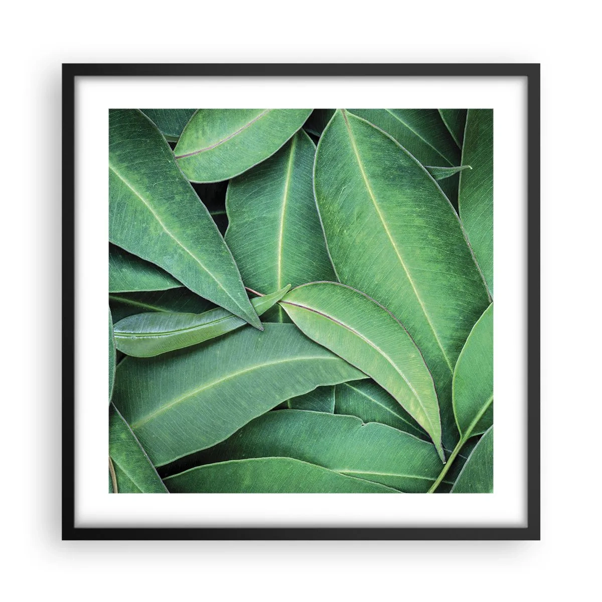 Pôster com moldura preta - Suculentas e frescas - 50x50 cm